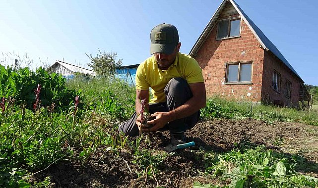 Doğada toplanması yasak: Kastamonu'da 30 dekarda yetiştirilen salebin hasadı sürüyor