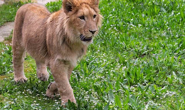 Doğadan kurtarıldı, ölüme gönderildi