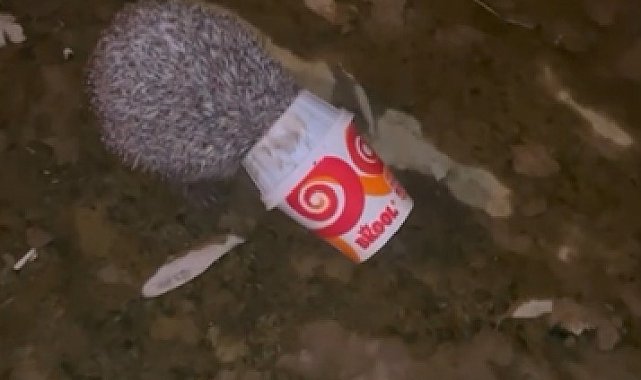 Dondurma kutusuna kafası sıkışan kirpiyi itfaiye kurtardı