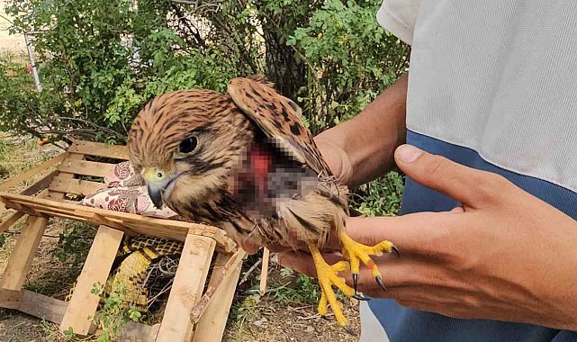 Duyarlı vatandaş yaralı atmacayı besleyip yetkililere teslim etti