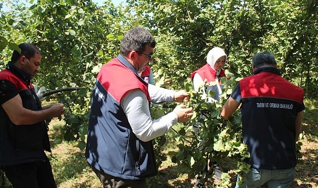 Düzce'de fındık rekolte tespiti sürüyor