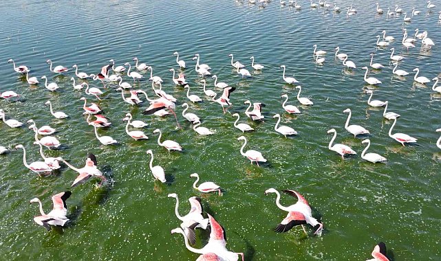 Eber Gölü'nün geçici ev sahipleri allı turnalar havadan görüntülendi