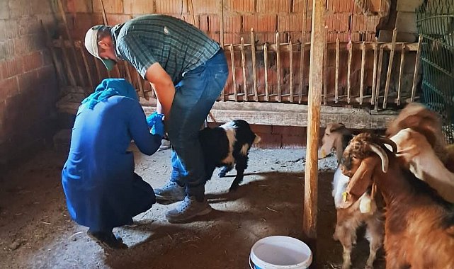 Edirne'de küçükbaş hayvanlara brusella aşısı uygulandı