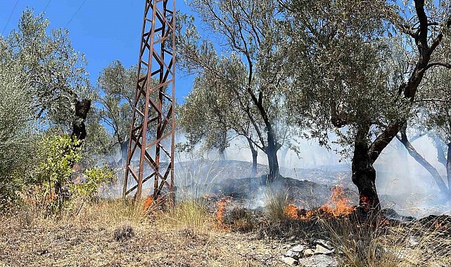 Edremit Güre'de zeytinlik alan yandı