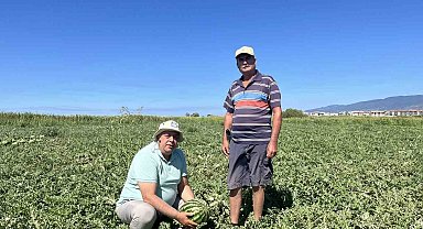 Edremit'te kabağa aşılı karpuzlar rağbet görmedi