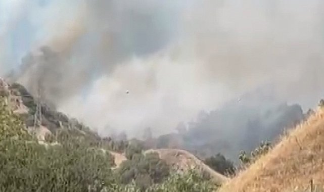 Efeler'de zirai alan yangını