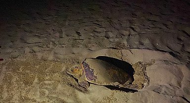 EKODOSD'tan Caretta Caretta uyarısı