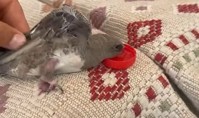 Elazığ'da atmaca sandığı ebabile su veren esnafın heyecanı gülümsetti