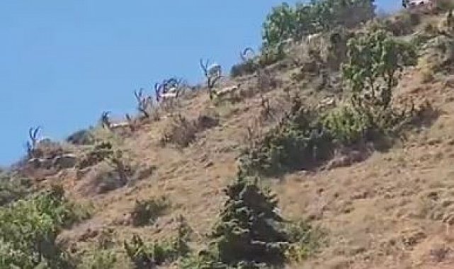 Elazığ'da dağ keçileri sürü halinde görüntülendi