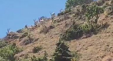 Elazığ'da dağ keçileri sürü halinde görüntülendi