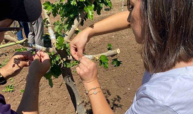 Elazığ'da dut bahçelerinde aşılama çalışması
