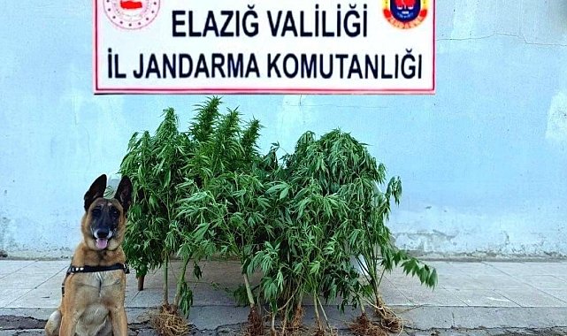 Elazığ'da tapulu arazide kenevir ele geçirildi