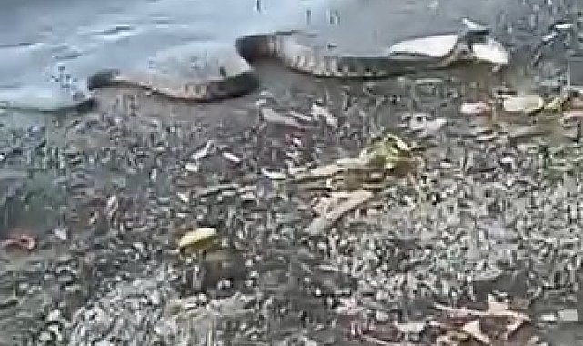 Elazığ'da yılanın balık avı kamerada