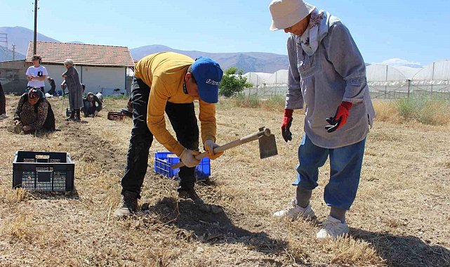 Elmalı'da safran soğanı hasadı başladı