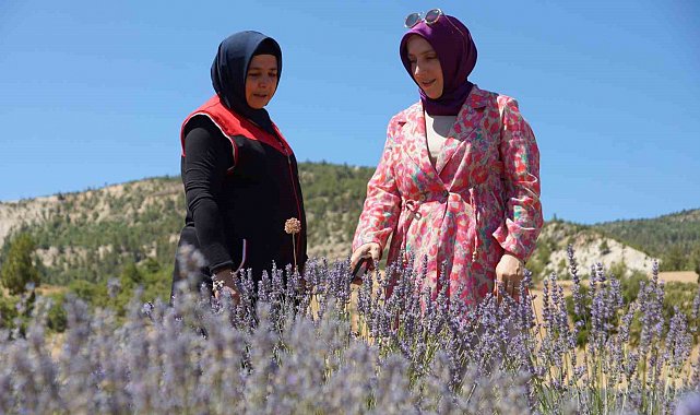 Emekli olup döndüğü köyünde lavantadan sonra salep yetiştirmeyi hedeliyor