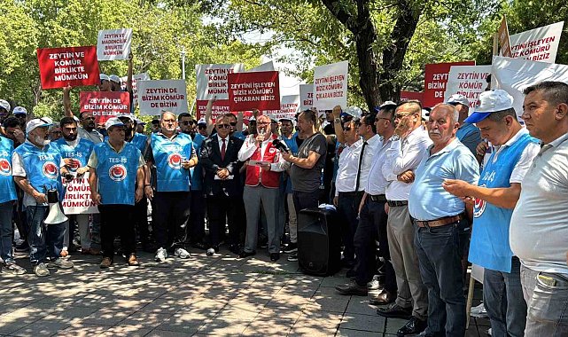 Enerji torba yasasından köylüye müjde çıktı: "Taşınan zeytin ağacının iki katı kadar yeniden dikilecek"