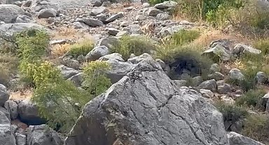 Erzincan Karanlık Kanyon'da anne ve yavru dağ keçisi görüldü