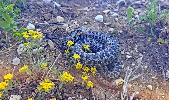 Erzincan'da koca engerek yılanı görüntülendi