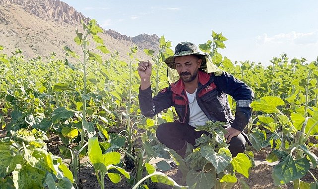Erzincanlı çiftçilerin başı ayılarla dertte; Ayçiçek tarlalarını ayılar talan etti