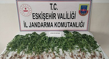 Eskişehir'de kamu arazisine kenevir eken şahıs suçüstü yakalandı