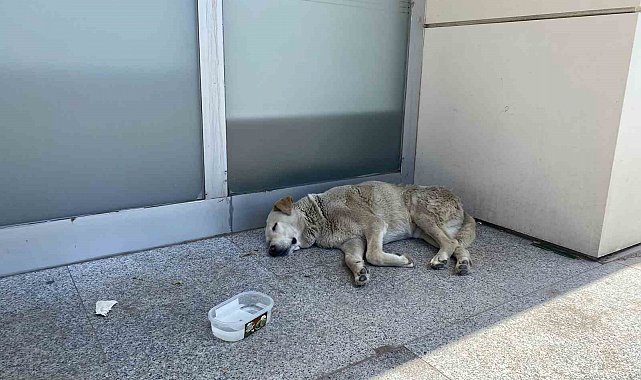 Eskişehir'deki sıcaklar köpekleri de etkiledi