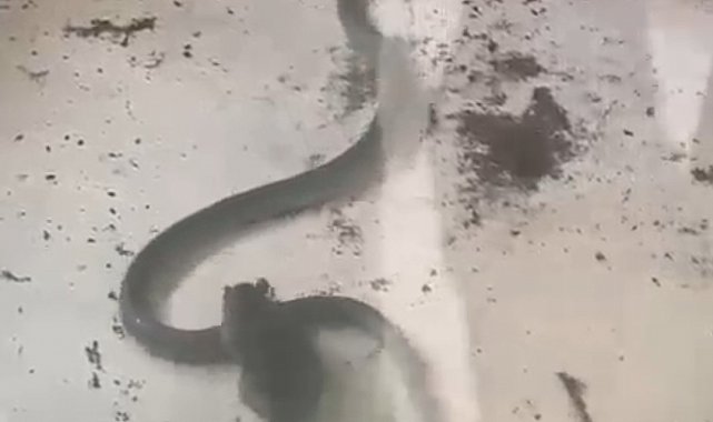 Fare ile yılanın kavgası kamerada