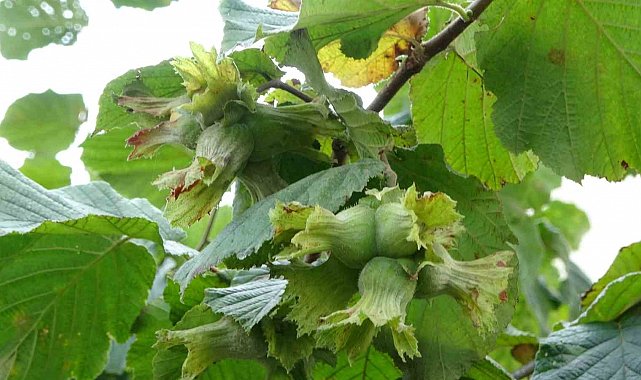 Fındıkta 'erken hasat yapılmaması' uyarısı