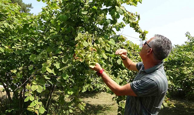 Fındıkta erken hasat uyarısı