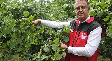 Fındıkta rekolte tespit çalışmaları başladı