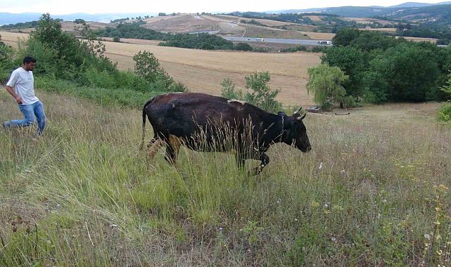 Gebe inek definecilerin kazdığı kuyuya düştü: Kurtarmak saatler sürdü