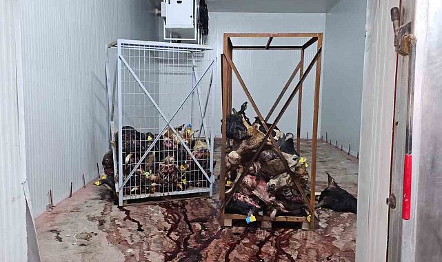 Gemlik'te sağlıksız şartlarda istiflenmiş çok sayıda hayvan kafası bulundu