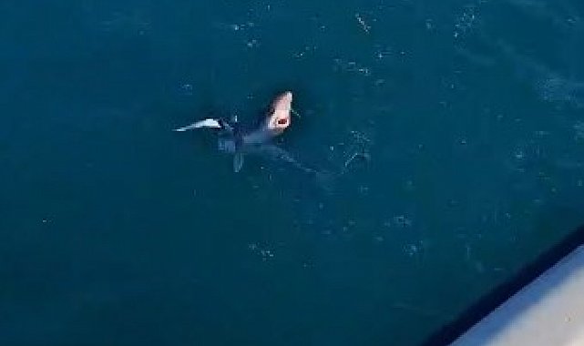 Gençlerin oltasına yavru köpekbalığı takıldı