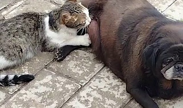 Görenler inanamadı, köpek kediyi sokak ortasında emzirdi