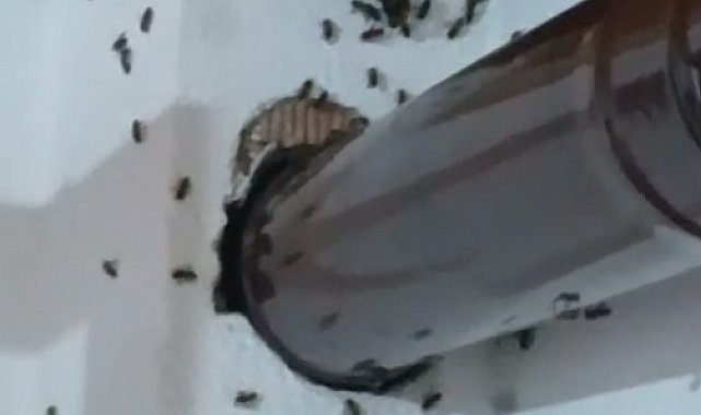 Gümüşhane'de arılar köy evini basıp yuva yaptı