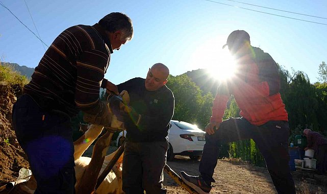 Gümüşhane'de hayvancıların yaz mesaisi başladı