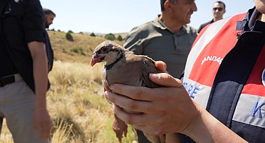 Gümüşhane'de keneyle mücadele için 400 keklik doğaya salındı