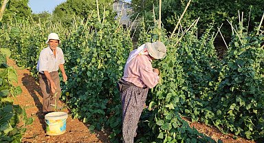 Güvercin gübresiyle beslenen doğal fasulyenin hasadı başladı