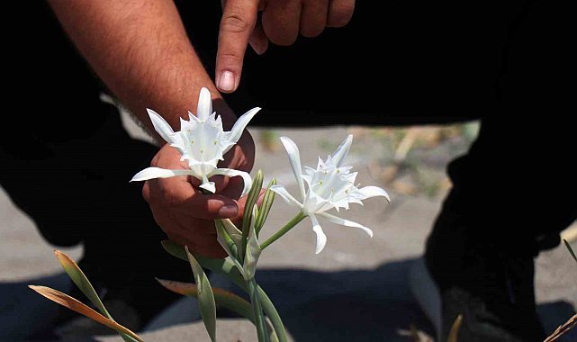 Güzelliğiyle büyülüyor, koparması cüzdanı yakıyor