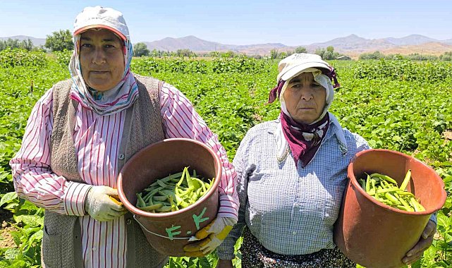 Hasadı başlayan fasulyenin kilogramı 15-20 TL'den satılıyor