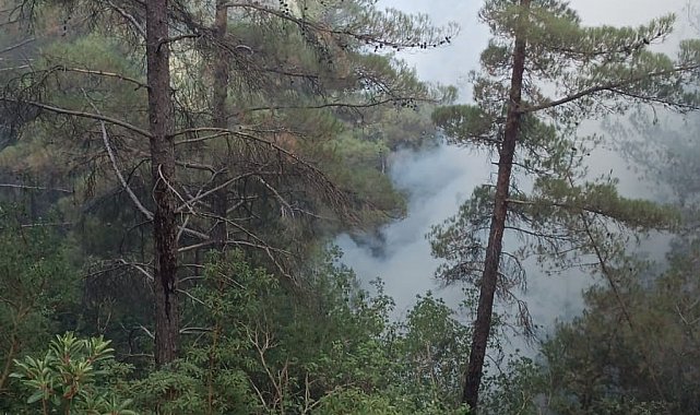 Hasanbeyli'de çıkan orman yangını kontrol altına alındı