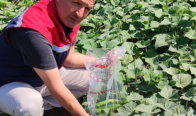 Hasat öncesi salatalık pestisit kontrolü yapıldı