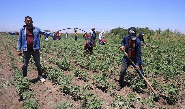 Hatay'da kavurucu sıcakta pamuk tarlasında 650 TL yevmiyeye zorlu mesai