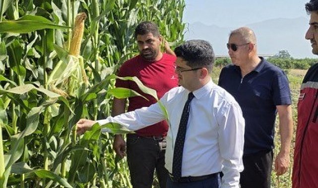 Hatay'da silajlık mısır hasadı başladı