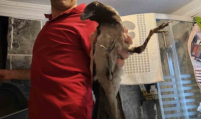 Havalandırma boşluğuna düşen kargayı vatandaş kurtardı