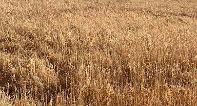 Hayrabolu'da dolu yağışı tarım arazilerine zarar verdi