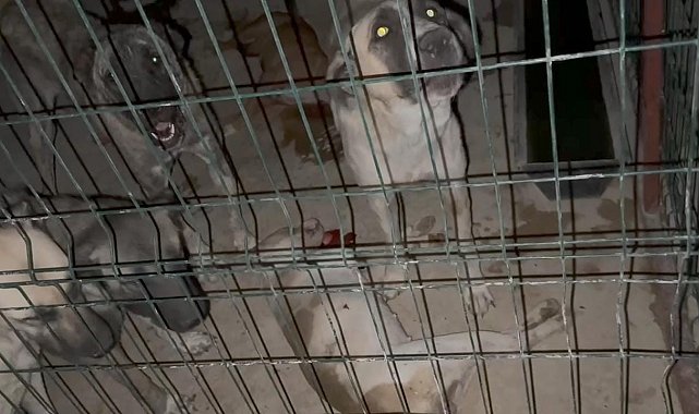 Hayvan barınağında tepki çeken görüntü