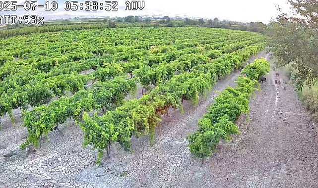 Hırsızlara karşı kurdurduğu güvenlik kamerasına domuz sürüsü yakalandı