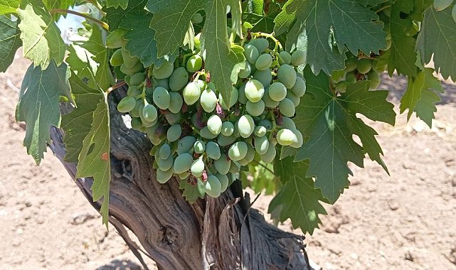 Horoz karası üzümünde kara yıl