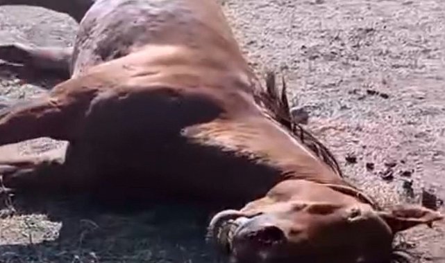 Husumetlisinin atını tabancayla vurdu