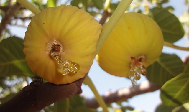 İncirde hasat ve ihracat tarihi belli oldu